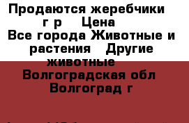 Продаются жеребчики 14,15 16 г.р  › Цена ­ 177 000 - Все города Животные и растения » Другие животные   . Волгоградская обл.,Волгоград г.